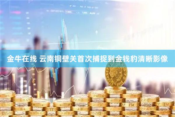 金牛在线 云南铜壁关首次捕捉到金钱豹清晰影像